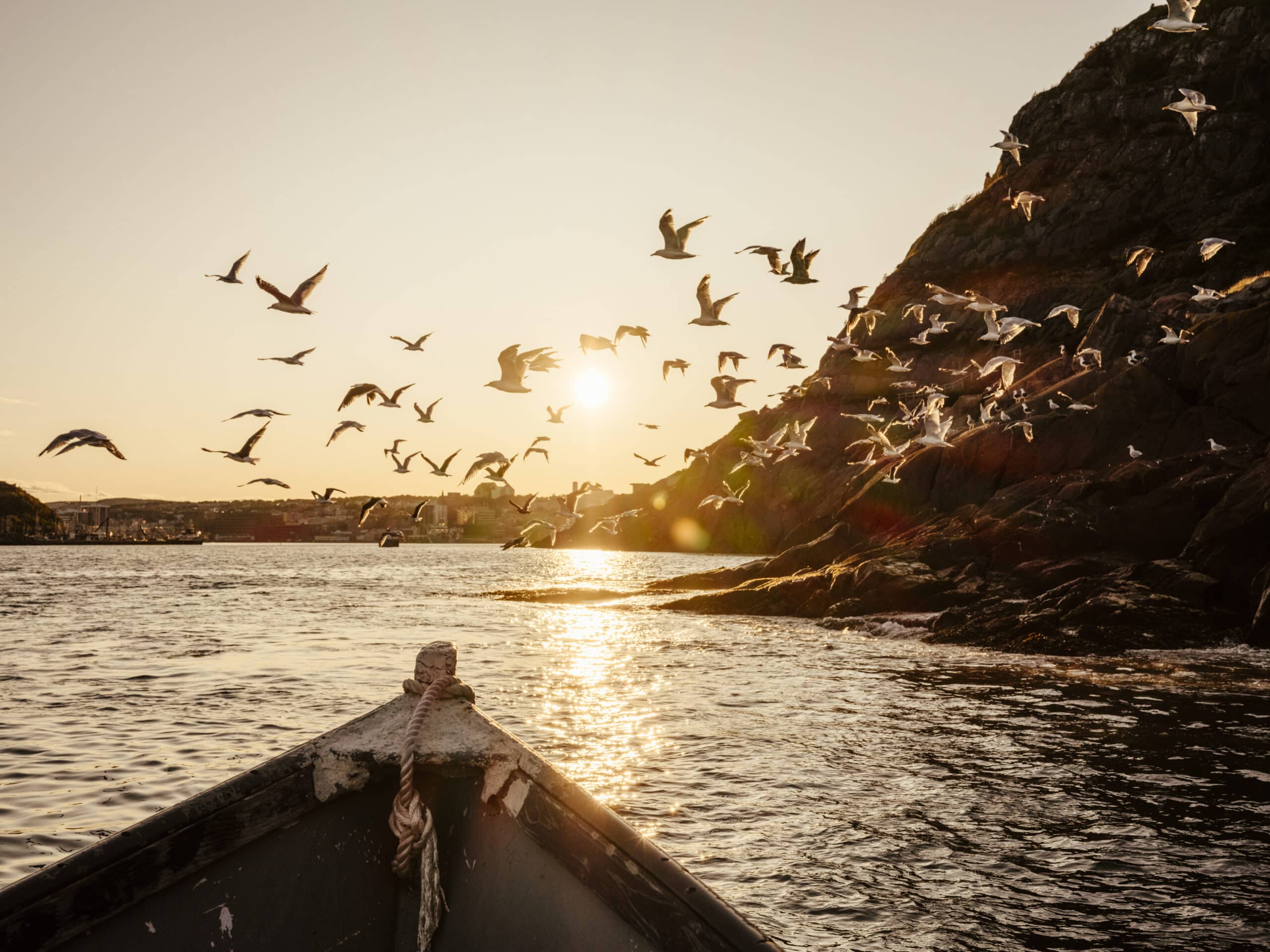 newfoundland boat and birds