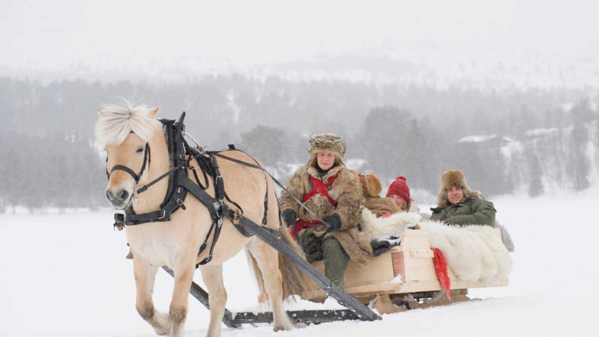 A horse pulling a sleigh full of people through the snow