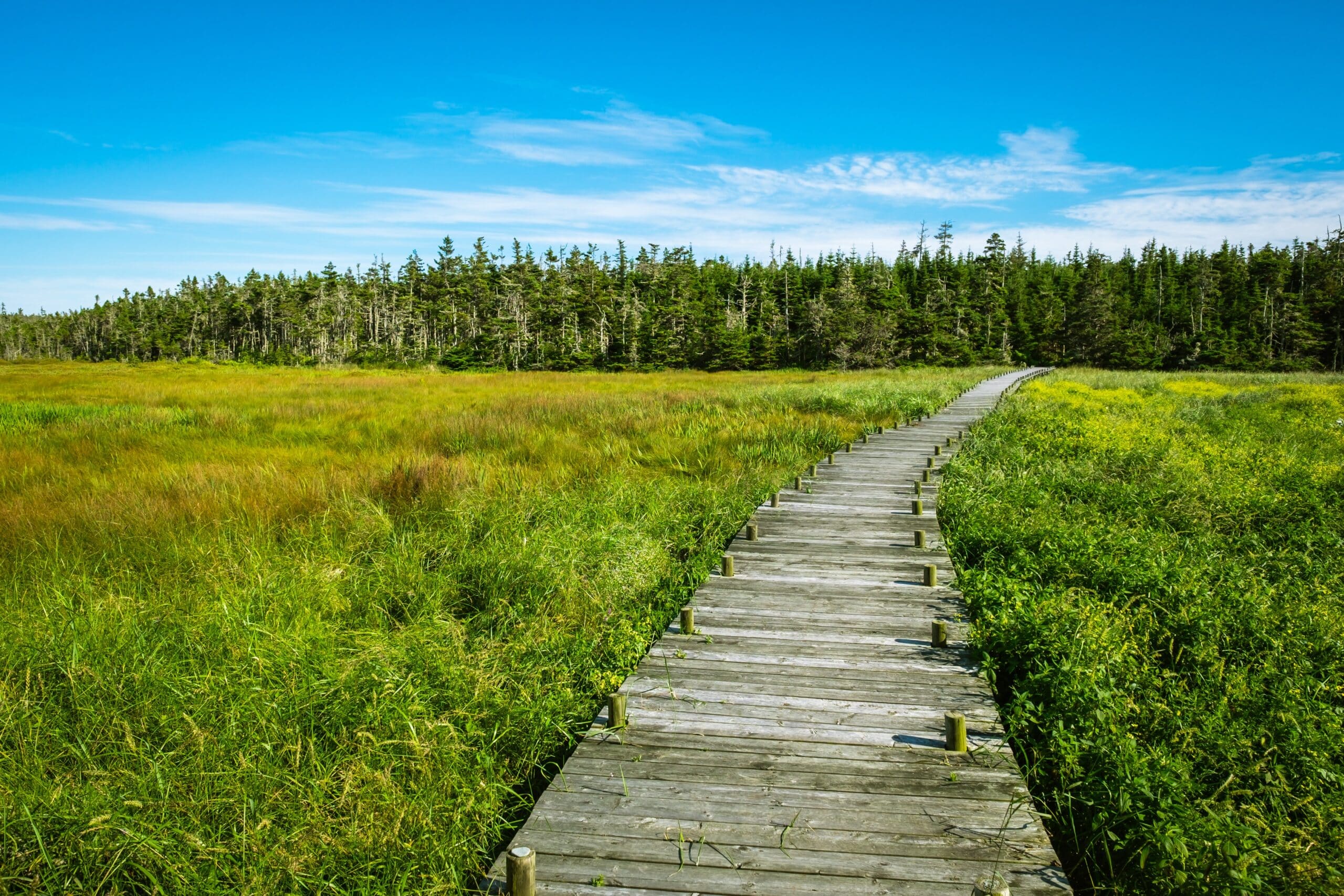 boardwalk in park