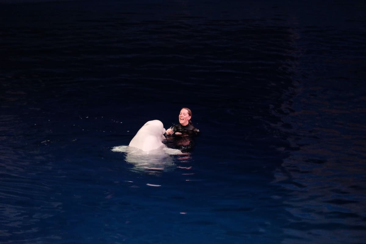 woman in water with dolphin