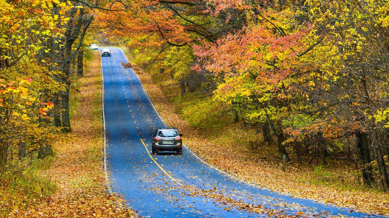 Asphalt road with autumn foliage - Shenandoah National Park, Virginia United States