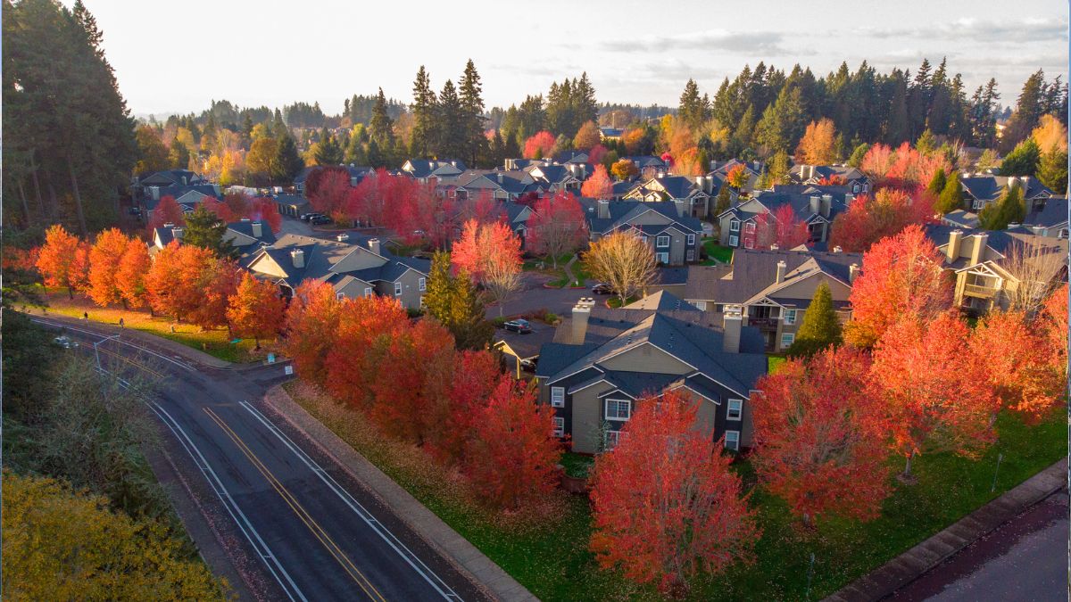 Aerial shot of a street intersection in Hillsboro, Oregon. Red fall trees along streets highlighted with setting sun. Fallen leaves create circles around trees. Bright fall colors