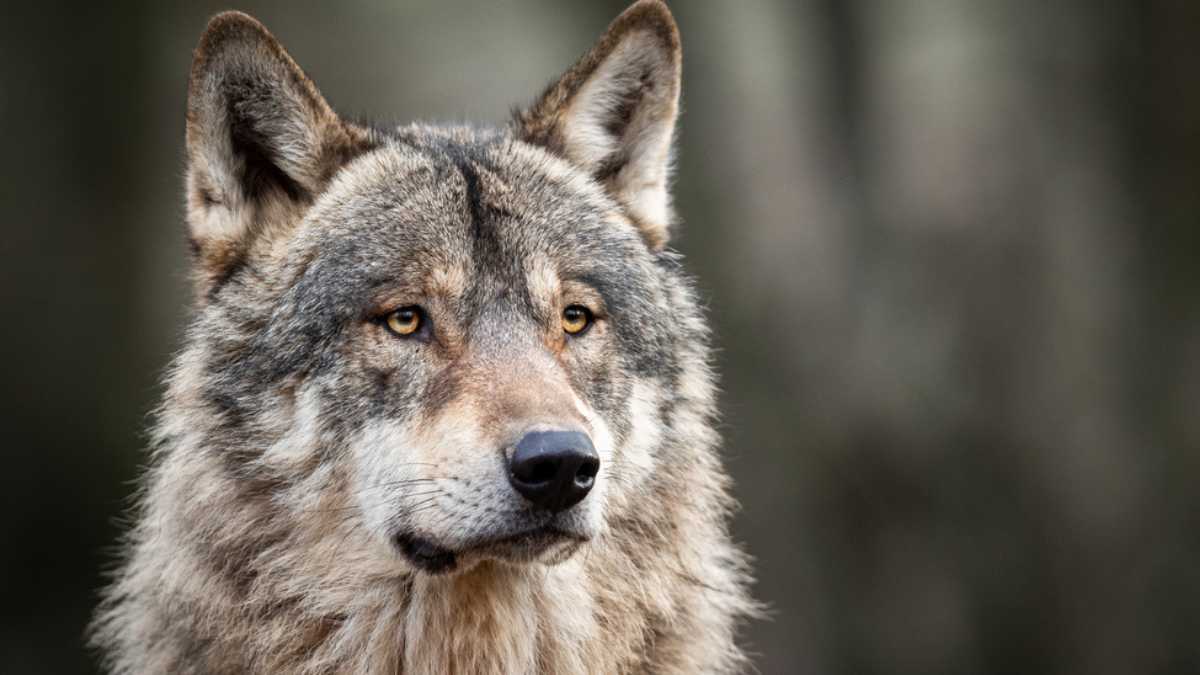 Portrait of grey wolf in the forest