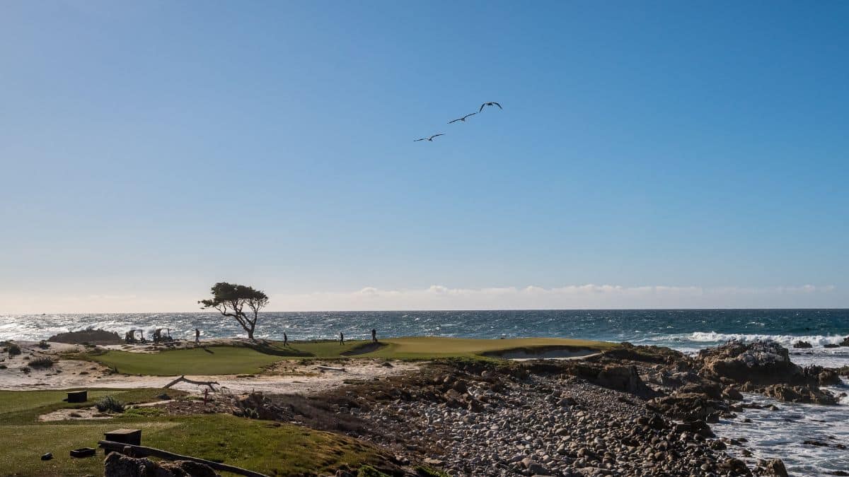 Birds near Cypress Point Club on the 17 mile drive.