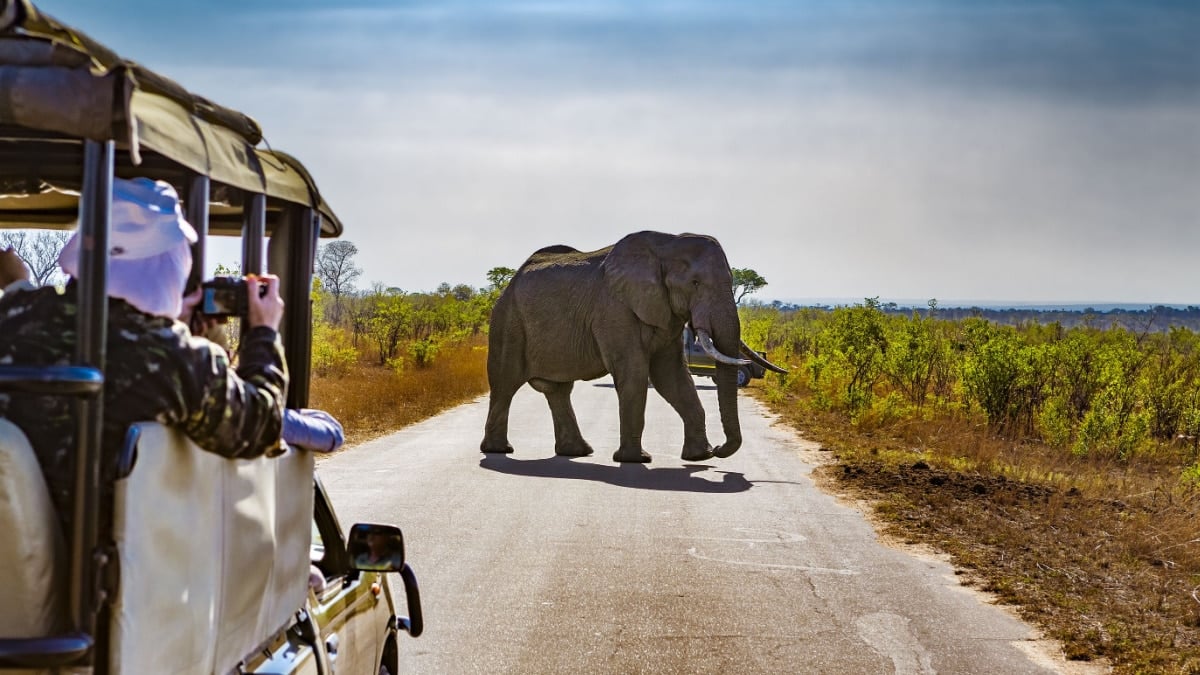 South Africa. Safari in Kruger National Park - African Elephants (Loxodonta africana)