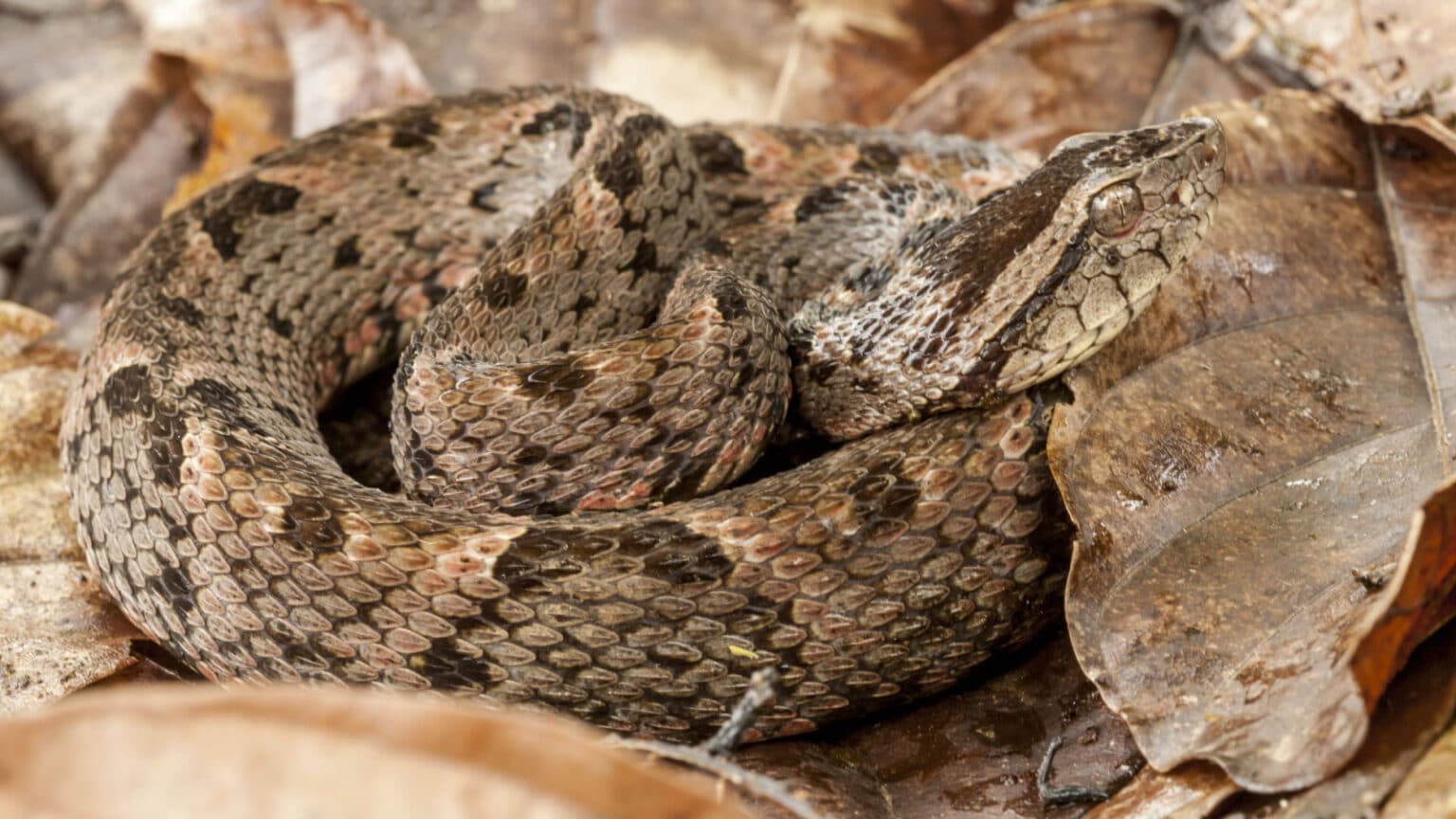 10 Scariest Animals Hiding in the Amazon Rainforest The Apex Predators of the Amazon