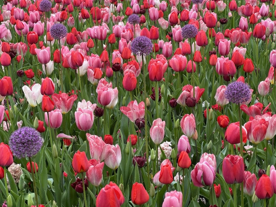 pink and red tulips at Keukenhof Tulip Gardens