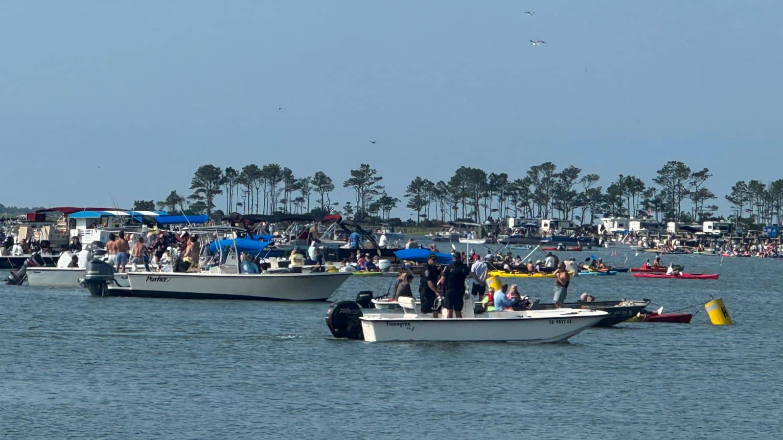 chinoteague pony swim boats in the water