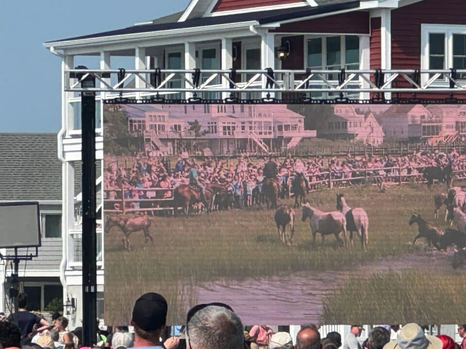 chinoteague pony swim tv screen